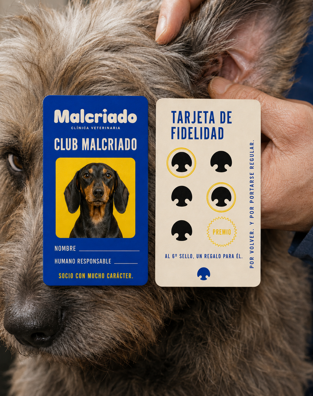 Proyecto Refe